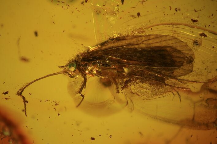 Detailed Fossil Caddisfly (Trichopterae) In Baltic Amber #69305